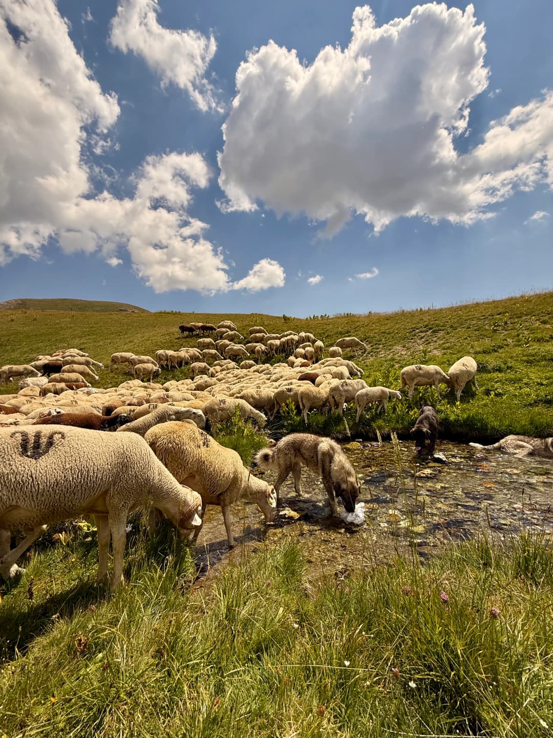 Sheep.