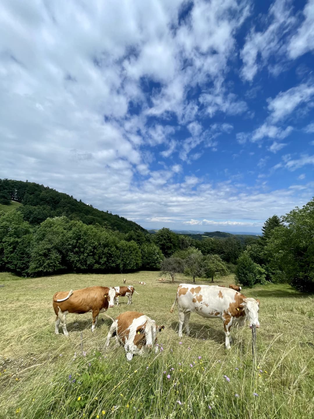 Wienerwald