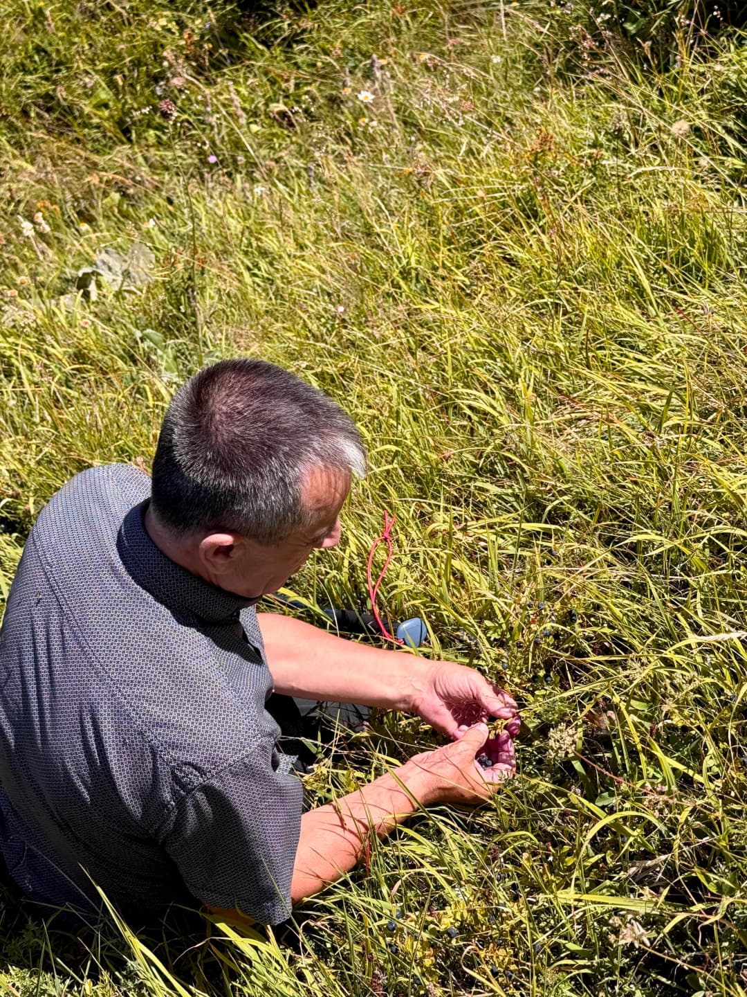 Dad finding the best blueberries.